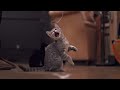 BONUS VID: Kittens Droppin' Beats