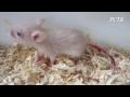 PETA Investigation: Animal Cruelty at California Dealer Warehouse GCB