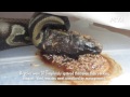 PETA Investigation: Animal Cruelty at California Dealer Warehouse GCB