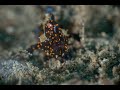 Antennarius maculatus juvenile  | Warty Frogfish