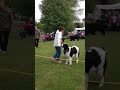 Rescue parade at the Newfoundland Dog Club of Canada Nation