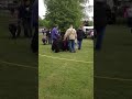 Rescue parade at the Newfoundland Dog Club of Canada Nation