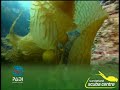 PADI - Enriched Air Diving