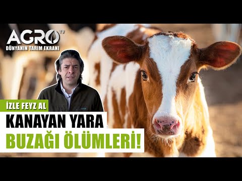 Süt Çiftliklerinin Kanayan Yarası! Sencer Solakoğlu Açıkladı | İzle Feyz Al