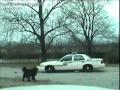 Des chiens en train de devorer une voiture de police a Chattanooga dans le Tennessee ! :o