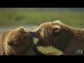 Giant Grizzly Bears Battle | Great Bear Stakeout