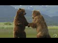 Giant Grizzly Bears Battle | Great Bear Stakeout