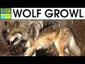 Wolf Growl Sound 2 Hours