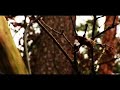 a day in the forest (sony PD 150 lens test)