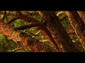 a day in the forest (sony PD 150 lens test)