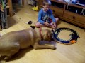 Funny Dog and child playing with the race car track