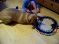Funny Dog and child playing with the race car track