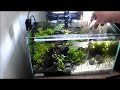 Cleaning a small planted tank