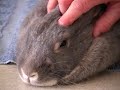 Is a Rabbit the Right Pet for You? A Video by the Marin Humane Society