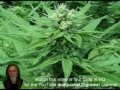 How To Grow Marijuana Light Depot 2012