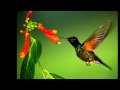 Birds of Paradise...by Peter,Sue & Marc..