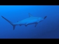 Hammerhead sharks in Daedalus Reef | 