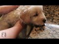 Golden Retriever Puppy Taking A Bath