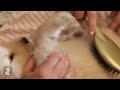 Golden Retriever Puppy Taking A Bath