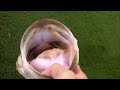 Hatcam Swimbait Fishing (6lbs and 3lbs)-Black Dog Shellcracker