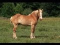 Sex with Animals Legal in 20+ States; Gay Marriage: 9 Medical Marijuana: 18