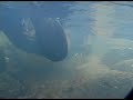 Spawn & Decay: Coho Salmon on the Klamath River