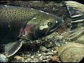 Spawn & Decay: Coho Salmon on the Klamath River