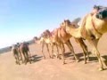 rajasthani new songs 2013-2014