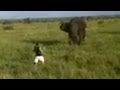 Man charges a wild Elephant