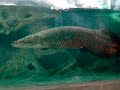 台中科博館~亞馬遜河魚餵食秀(象魚)