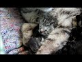 CATS COMPILATION ♥ KITTEN BABY CATS ► DONT MISS