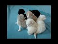 CATS COMPILATION ♥ KITTEN BABY CATS ► DONT MISS