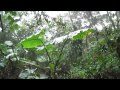 A Thing of Beauty: Episode 8 - Nicaragua