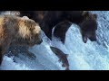 HD: Grizzly Bears Catching Salmon - Nature's Great Events: The Great Salmon Run - BBC One