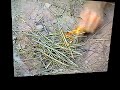Lighting a fire with ONE scratch of the flint