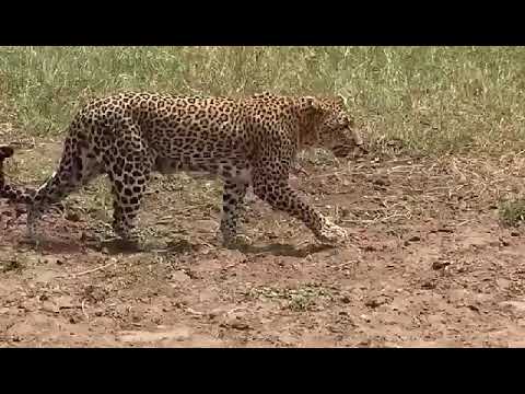4 Days Lodge Safari Tours in Tanzania | Leken Adventure