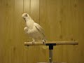 Frostie Dancing To Shake Your Tail Feather! ©Karla K. Larsson
