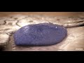 Bone Remodeling and Modeling
