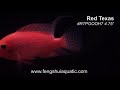 Red Texas 4.75inch item# RTPOOOH7 www.fengshuiaquatic.com.mpg