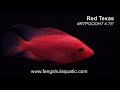 Red Texas 4.75inch item# RTPOOOH7 www.fengshuiaquatic.com.mpg