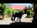 SELLO DE RAZA CABALLOS CHILENOS spot criadero arcangel