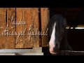 SELLO DE RAZA CABALLOS CHILENOS spot criadero arcangel