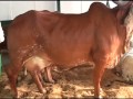 LA VACA MAS LECHERA CAMPEONA DE LA FERIA 23 09 2013@EL MAÑANERO