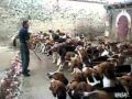 Comment nourrir 100 chiens a la fois. Bravo pour le dressage, aucun ne se sert avant