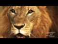 Sample 4k UHD (Ultra HD) video download