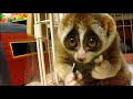 Slow Loris eating a Rice Ball