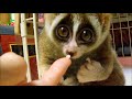 Slow Loris eating a Rice Ball