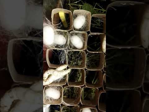 www.youtube