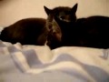 Re: Cat Talking, Translation