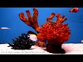 Videos for your Cat - Fish Tank (Trigger Fish, Yellow Wrasse, Domino Damsel)